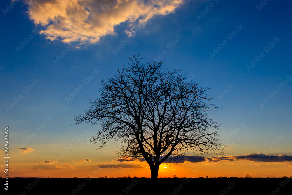 Sunset behind a lonely tree in the agricultural fields