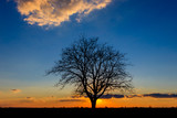 Sunset behind a lonely tree in the agricultural fields