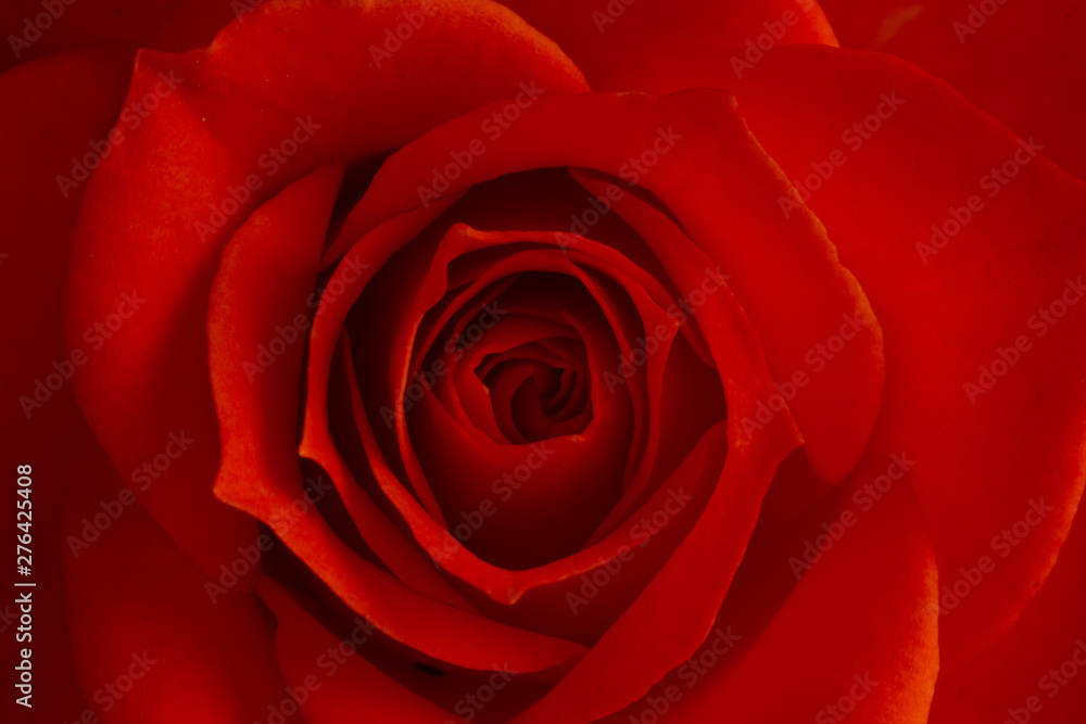 Pink rose flower, close-up, macro, background low key Pink rose flower, close-up, macro, background low key