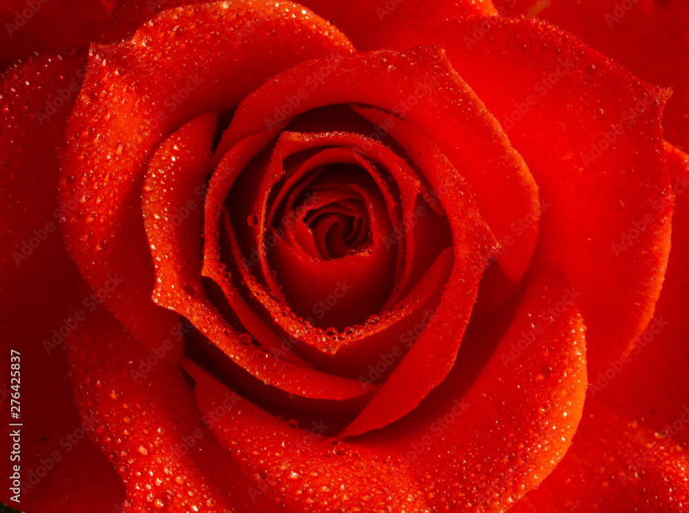 Pink rose flower, close-up, macro, background low key Pink rose flower, close-up, macro, background low key