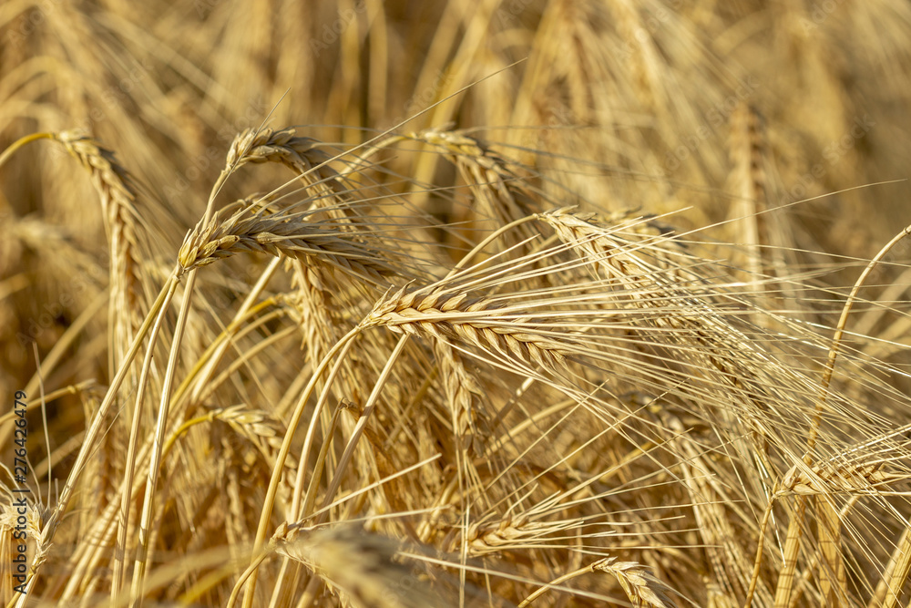 Fototapeta premium Champs de blé