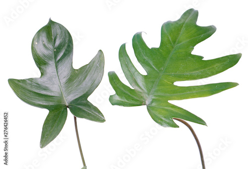 Green leaves of Philodendron radiatum and Philodendron pedatum (syn. P. quercifolium) isolated on white background photo