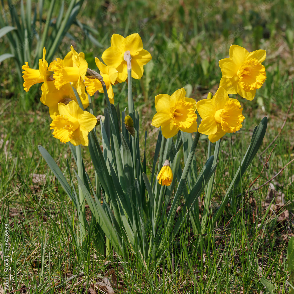 Gelbe Narzissen im Frühling, Narcissus pseudonarcissus Gelbe Narzissen im Frühling, Narcissus pseudonarcissus