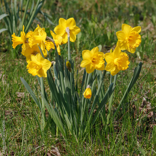 Gelbe Narzissen im Frühling, Narcissus pseudonarcissus