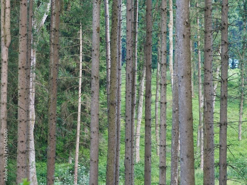 Fototapeta Naklejka Na Ścianę i Meble -  Baumharz - Frischluft und Abkühlung durch Fichtenbäume