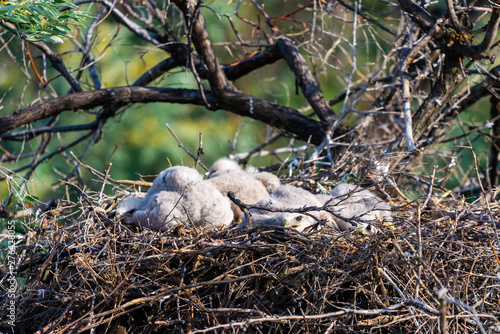 Nest of Steppe eagle or Aquila nipalensis with small nestlings photo