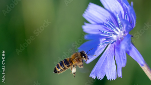 Yellow and black honey bee pollinating a blue wild flower, Cichorium Chicory close up