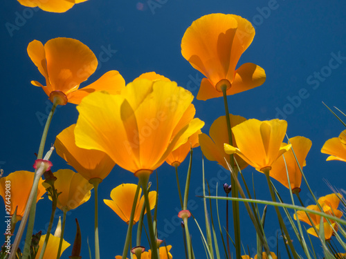 California poppy