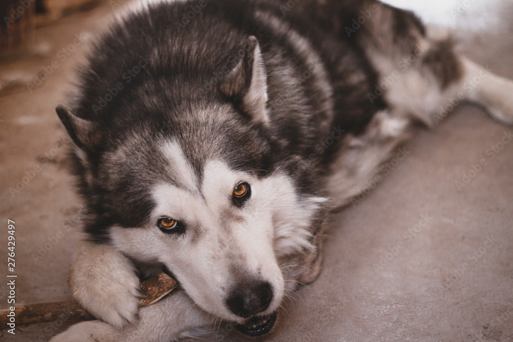 Malamute Malamute