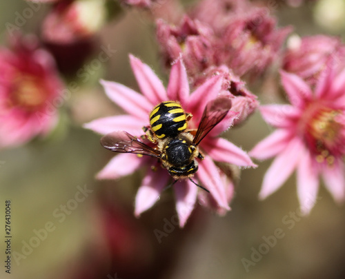 Anthidium manicatum, commonly called the European wool carder bee
