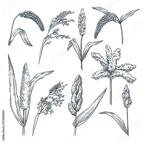 Different type of millet cereal spikelets. Vector hand drawn sketch illustration. Grain crop, agriculture food products photo