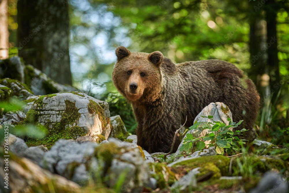 Fototapeta premium Wild brown bear (Ursus arctos) close up