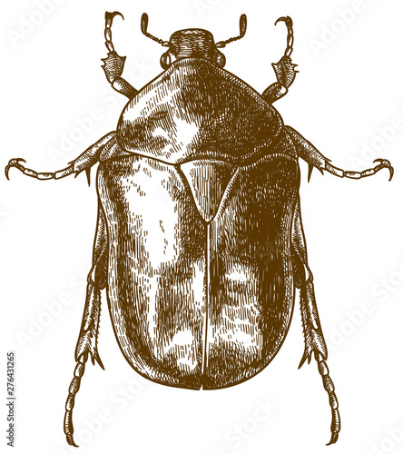 engraving drawing illustration of flower chafers