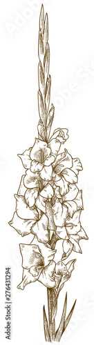 engraving illustration of gladiolus flower