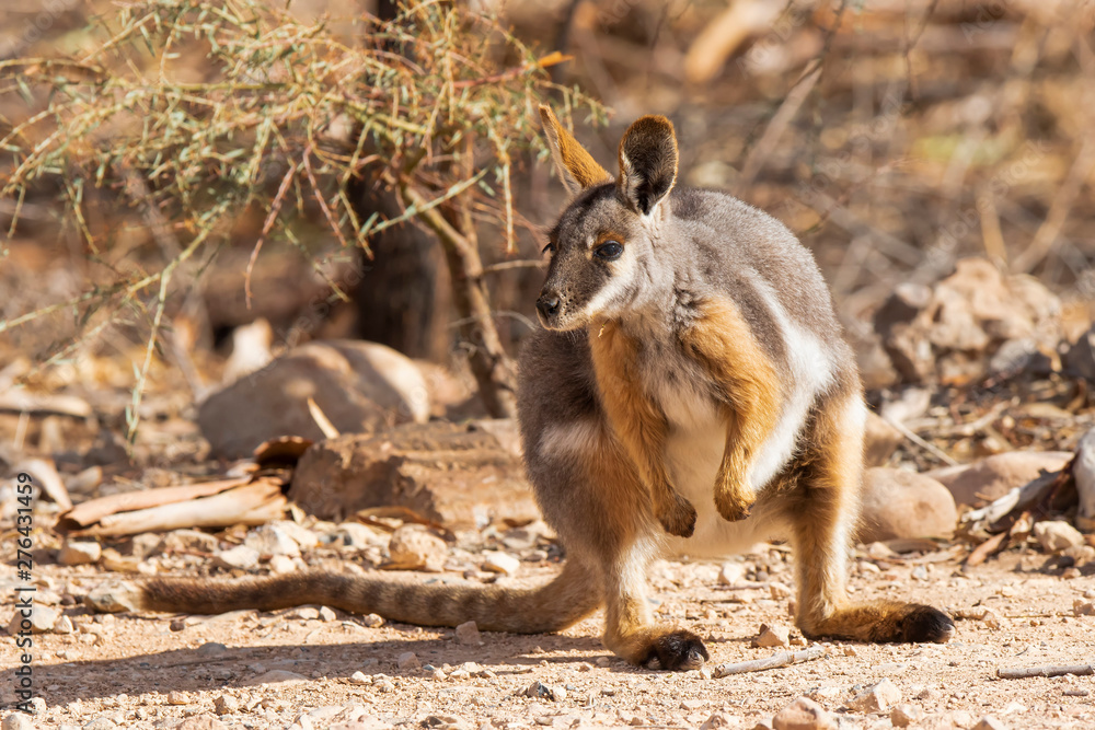 Yellow-footed Rock-wallaby (Petrogale xanthopus). Gammon Ranges National Park, South Australia, Australia Yellow-footed Rock-wallaby (Petrogale xanthopus). Gammon Ranges National Park, South Australia, Australia