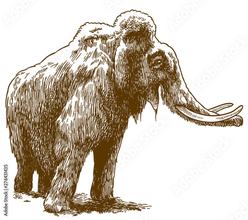 engraving drawing illustration of woolly mammoth