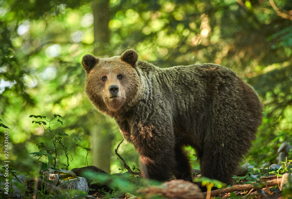 Obraz premium Wild brown bear (Ursus arctos) close up