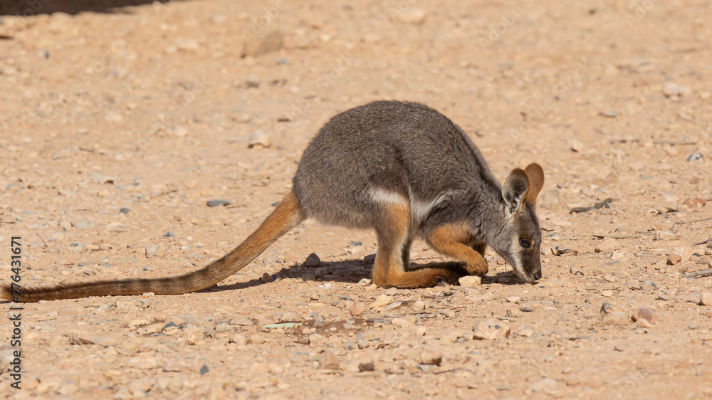Yellow-footed Rock-wallaby (Petrogale xanthopus). Gammon Ranges National Park, South Australia, Australia Yellow-footed Rock-wallaby (Petrogale xanthopus). Gammon Ranges National Park, South Australia, Australia