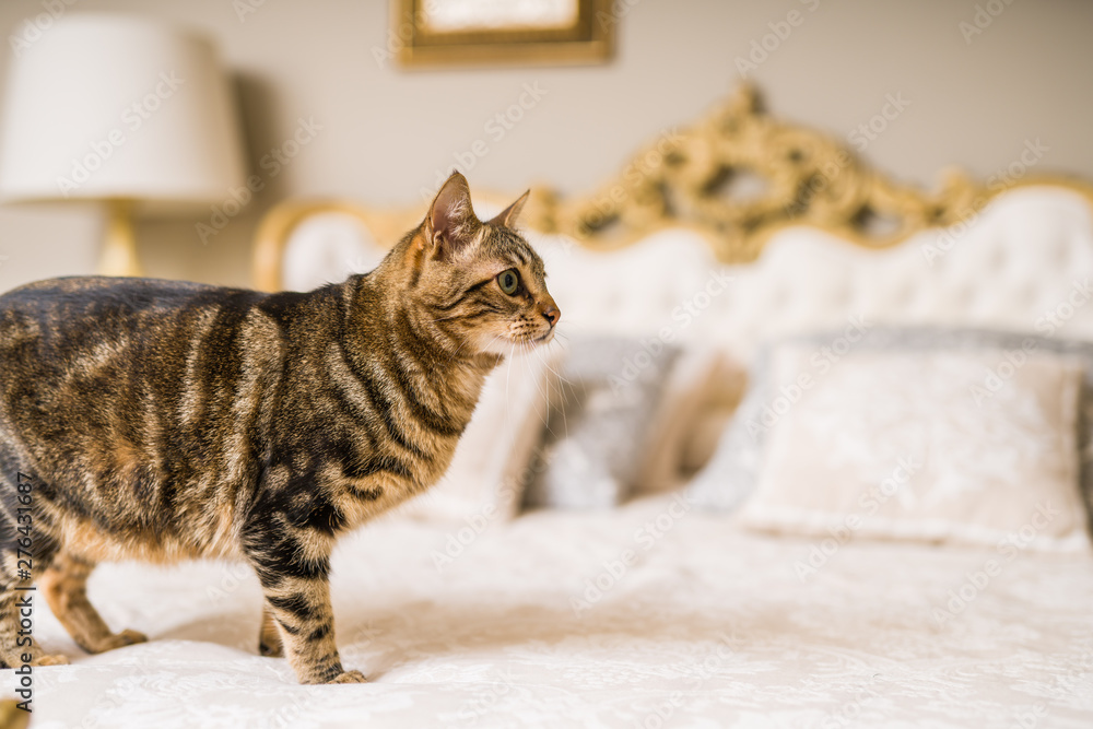 Obraz premium Beautiful short hair cat lying on the bed at home