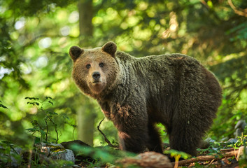 Wild brown bear (Ursus arctos) close up