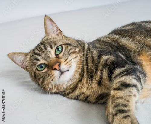 Beautiful short hair cat lying on the bed at home