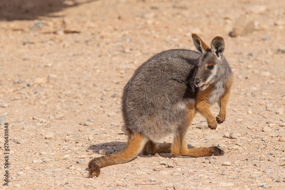 Yellow-footed Rock-wallaby (Petrogale xanthopus). Gammon Ranges National Park, South Australia, Australia Yellow-footed Rock-wallaby (Petrogale xanthopus). Gammon Ranges National Park, South Australia, Australia