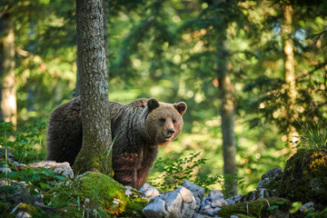 Wild brown bear (Ursus arctos) close up
