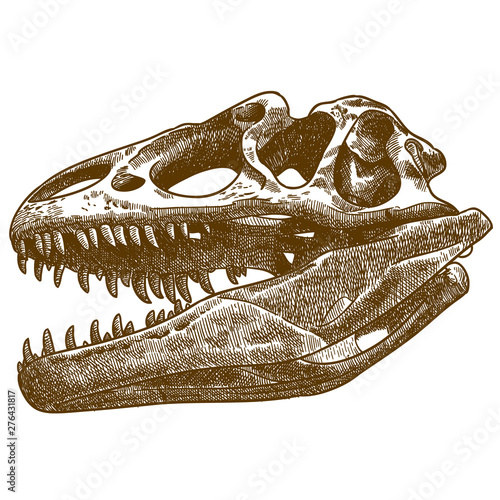 engraving illustration of tyrannosaurus skull