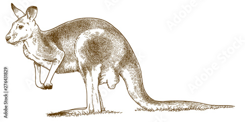 engraving illustration of grey kangaroo