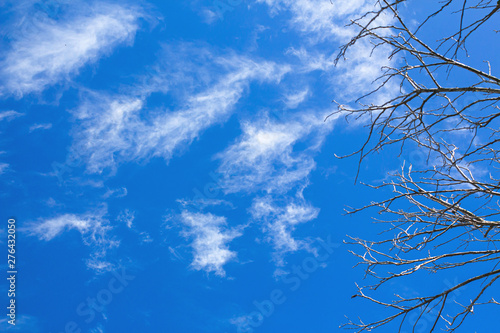 Blue sky with cloud with tree branch at Phuket Thailand.