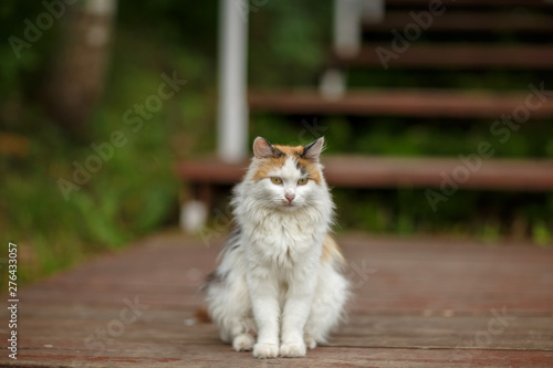 cat in the garden