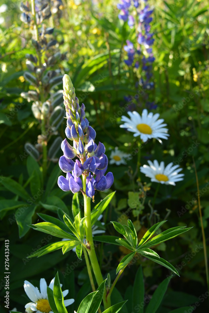 Flowering lupines and daisies. Herbal meadow in summer. Flowering lupines and daisies. Herbal meadow in summer.