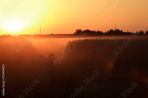 Piękny zachód słońca nad polami zbóż, mgła.