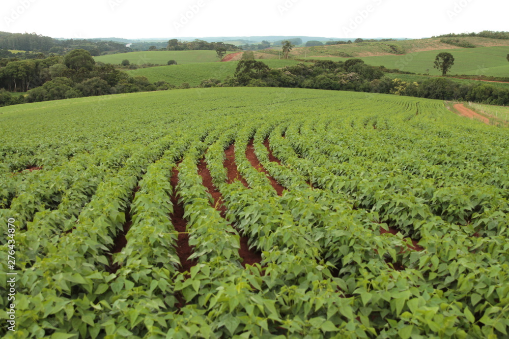 Bean plantation agriculture
