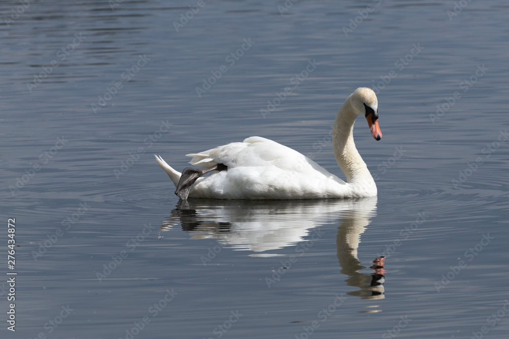Reflected Swan 5