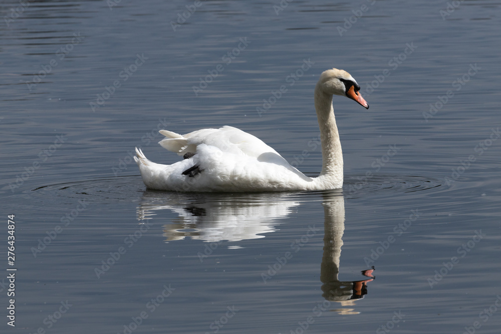 Reflected Swan 4