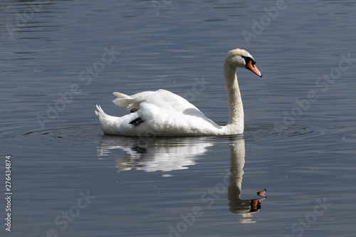 Reflected Swan 4