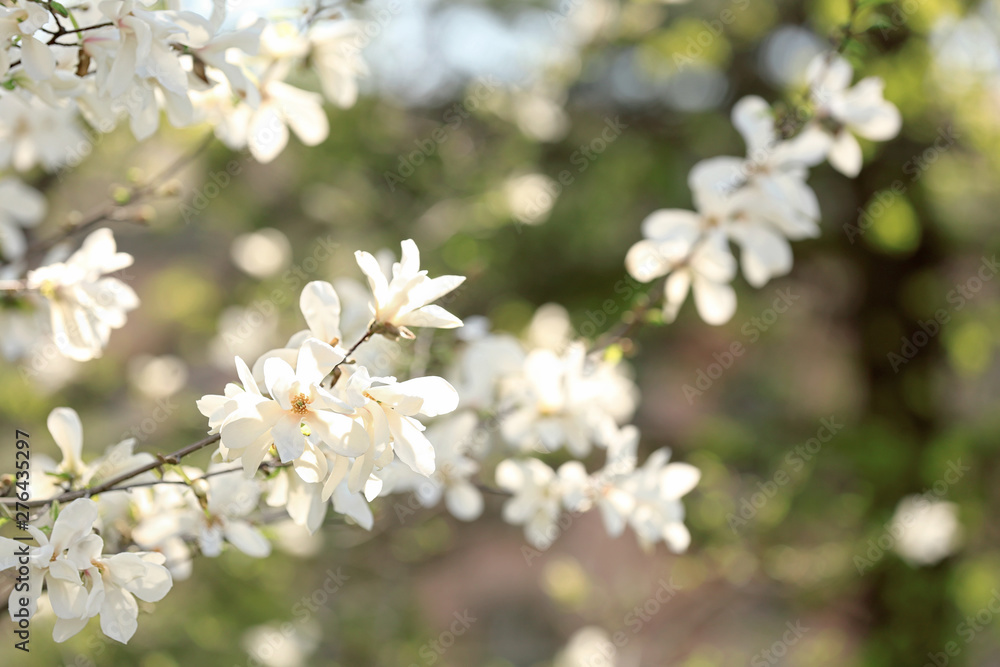 Branches of blossoming magnolia tree on blurred background outdoors. Beautiful flowers Branches of blossoming magnolia tree on blurred background outdoors. Beautiful flowers