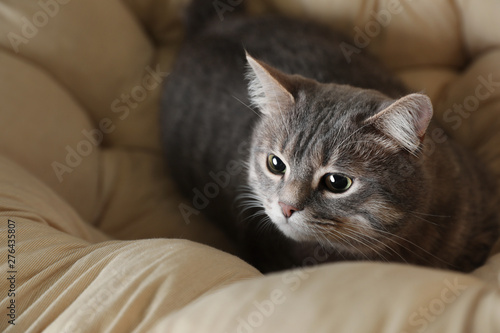 Tabby cat on soft pillow, above view with space for text. Cute pet