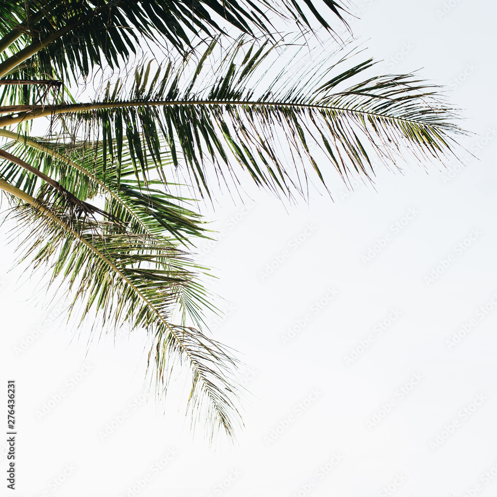 Obraz premium Summer tropical green palm tree against white sky. Minimal wallpaper.Summer concept on Phuket, Thailand.