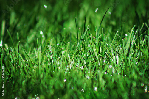 Green Dew Grass
