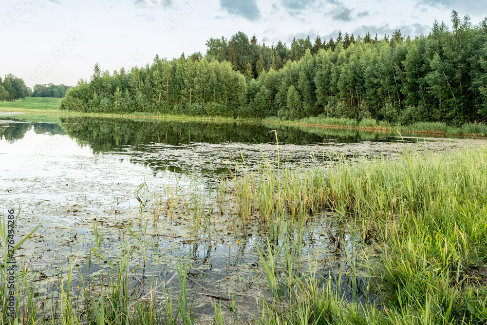 Forest lake in the summer evening, forest landscape background