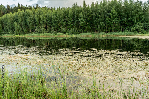 Forest lake in the summer evening, forest landscape background