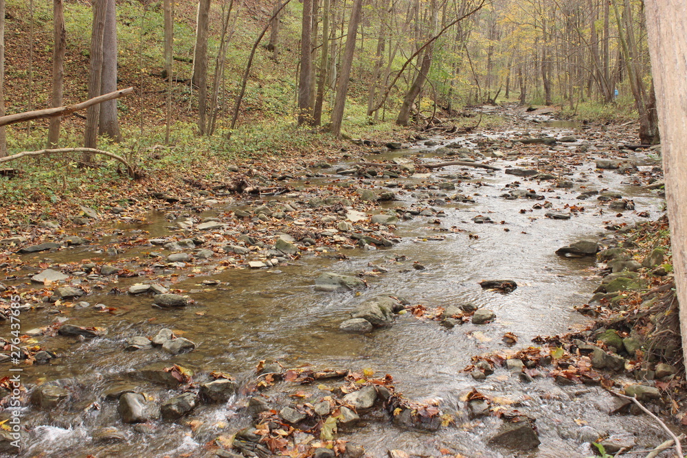 Forest Stream Forest Stream