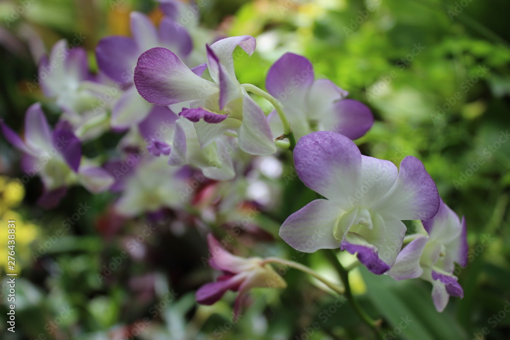 Fototapeta premium Purple and White Orchid in Garden