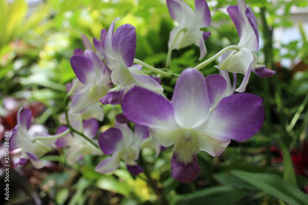 Purple and White Orchid in Garden Purple and White Orchid in Garden