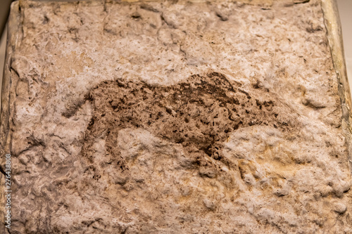 A rock painting in Catalhoyuk from Paleolithic Age