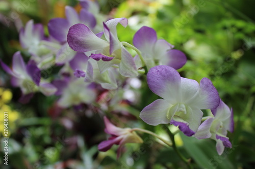 Purple and White Orchid in Garden
