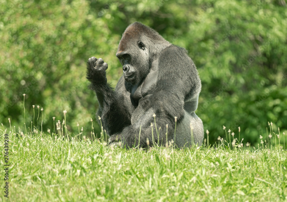 male gorilla is looking at something in his hand
