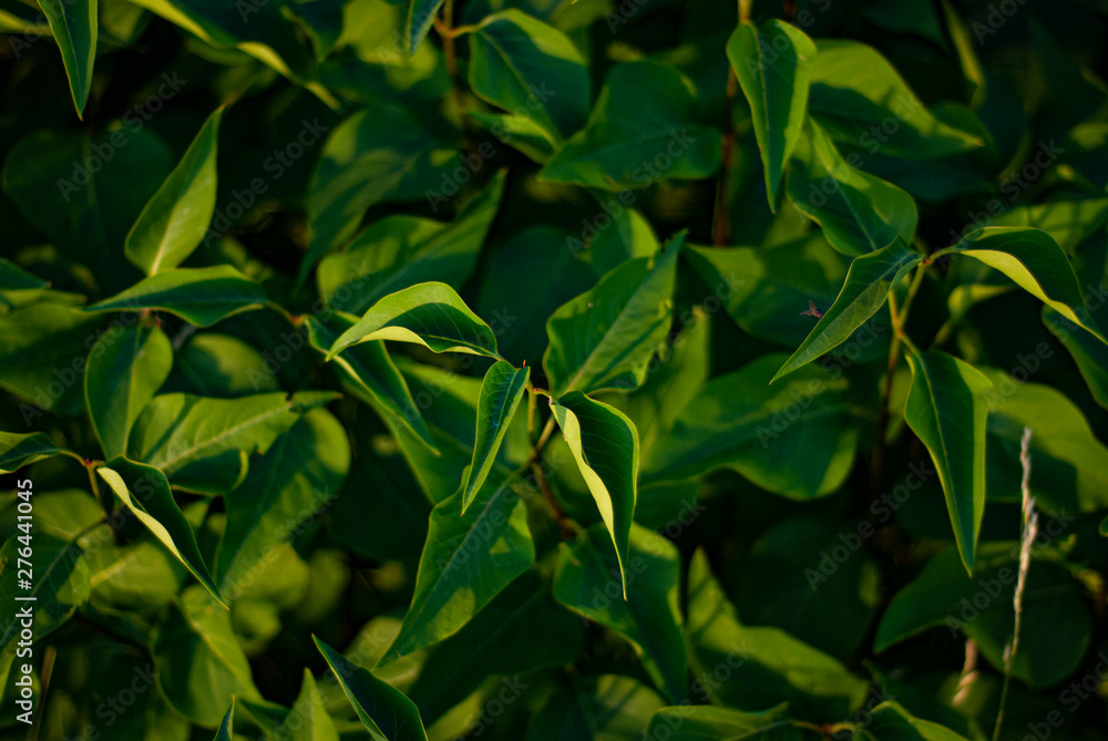 Green bush with foliage close up for your backdrop Green bush with foliage close up for your backdrop